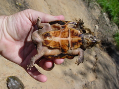 Sternotherus intermedius
