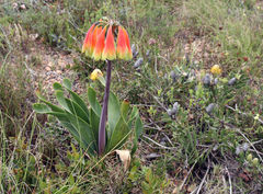 Cyrtanthus obliquus