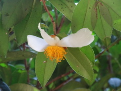 Camellia oleifera