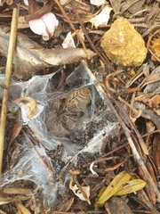Harpactirinae