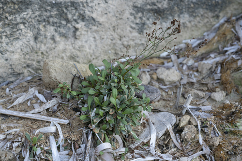 Thyme-leaved Sea-lavender (Limonium aucheri)