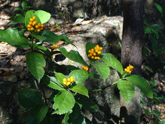 Sarcandra glabra flava