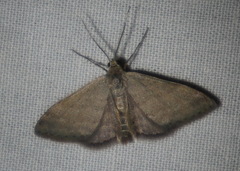 Scopula lydia