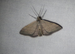 Scopula lydia
