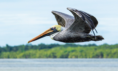 Pelecanus occidentalis