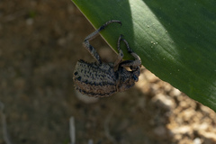 Brachycerus plicatus