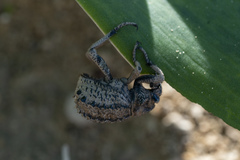 Brachycerus plicatus