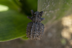 Brachycerus plicatus