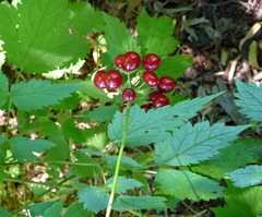 Actaea rubra rubra