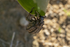 Brachycerus plicatus