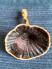 Microporus xanthopus