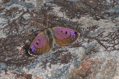 Lycaena tama
