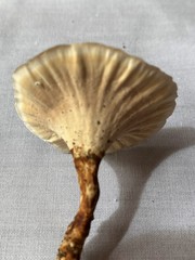 Microporus xanthopus