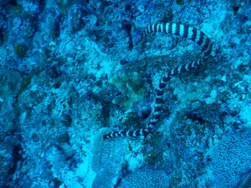 Photo of a Ijima's sea snake (Emydocephalus ijimae)