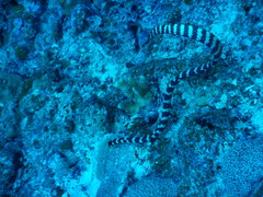 Emydocephalus ijimae