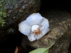 Camellia caudata