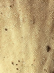 Microporus xanthopus