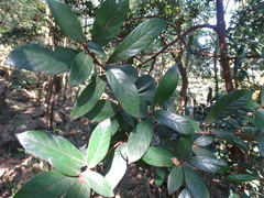 Camellia caudata