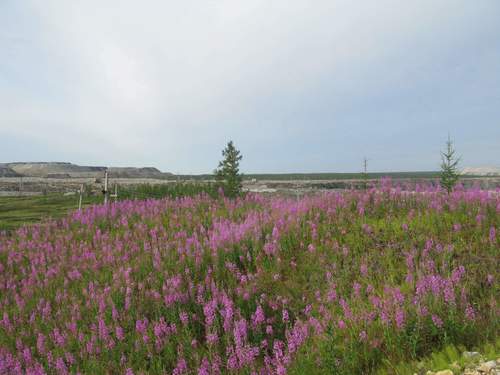 fireweed