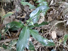 Hedyotis shiuyingiae