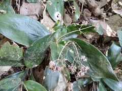 Hedyotis shiuyingiae