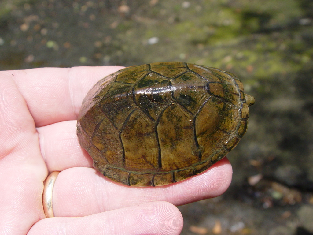 Stripe-necked Musk Turtle from Big Flat Creek, Nadawah Rd., Monroe ...