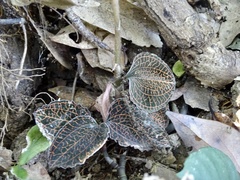 Anoectochilus roxburghii