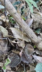 Anoectochilus roxburghii