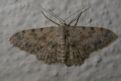 Scopula luridata