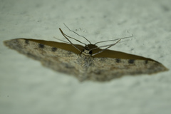 Scopula luridata