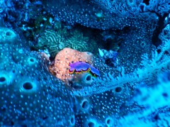 Pseudoceros ferrugineus