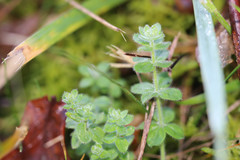 Cruciata laevipes