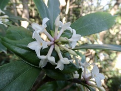 Daphne papyracea