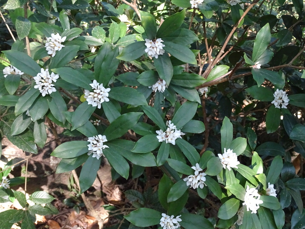 Papery Daphne from Tai Mo Shan Country Park, Tai Mo Shan, New ...