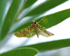 Conogethes haemactalis