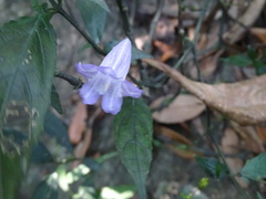 Strobilanthes dalzielii