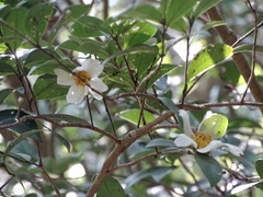 Camellia oleifera