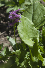 Corydalis conorhiza