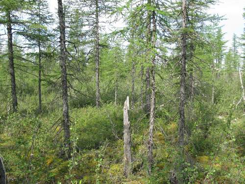 Dahurian larch