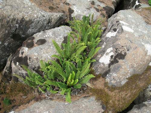 fragrant wood fern