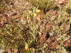 Hermannia odorata