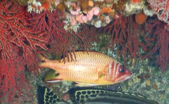 Sargocentron melanospilos
