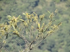 Litsea cubeba