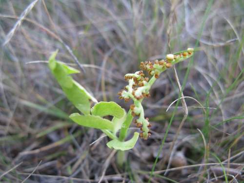 common moonwort