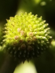 Centipeda aotearoana