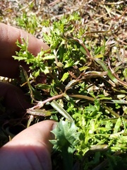 Centipeda aotearoana