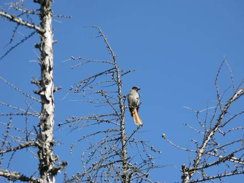 Siberian Jay