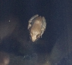 Eleutherodactylus coqui