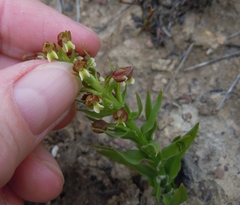 Brachycorythis macowaniana