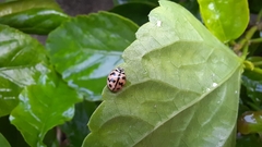 Cheilomenes sexmaculata